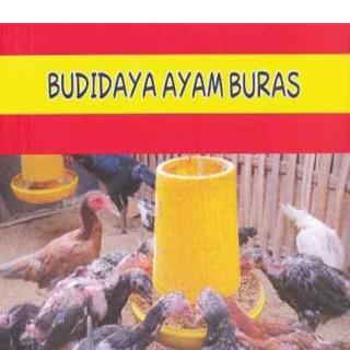 BUDIDAYA AYAM BURAS
