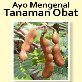 Ayo Mengenal Tanaman Obat