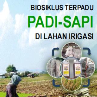 Biosklus Terpadu Padi-Sapi Di Lahan Irigasi