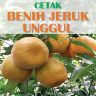 CETAK BENIH JERUK UNGGUL
