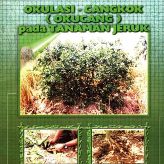 OKULASI-CANGKOK (OKUCANG) PADA TANAMAN JERUK