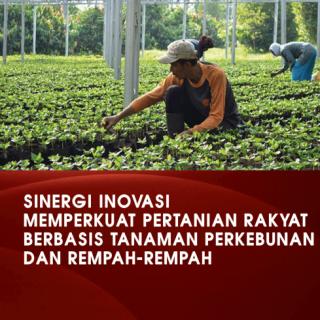 Sinergi Inovasi Memperkuat Pertanian Rakyat Berbasis Tanaman Perkebunan dan Rempah-Rempah