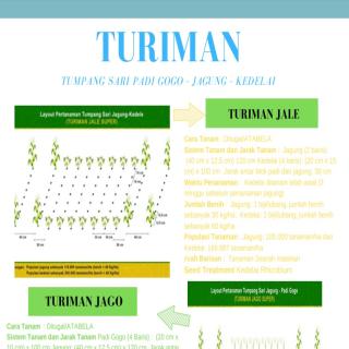 TUMPANG SARI PADI GOGO - JAGUNG - KEDELAI
