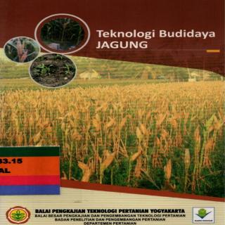 teknologi budidaya jagung