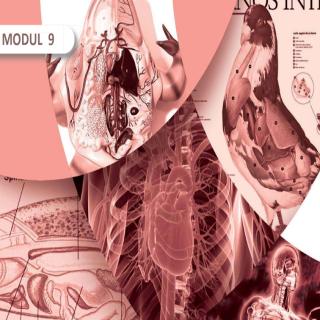 Transportasi pada Tubuh Mahluk Hidup, Ilmu Pengetahuan Alam (IPA) Paket B Setara SMP/Mts