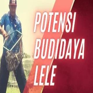 VIDEO PROFIL POTENSI INVESTASI BUDIDAYA LELE DI KAMPUNG LELE KABUPATEN BOYOLALI